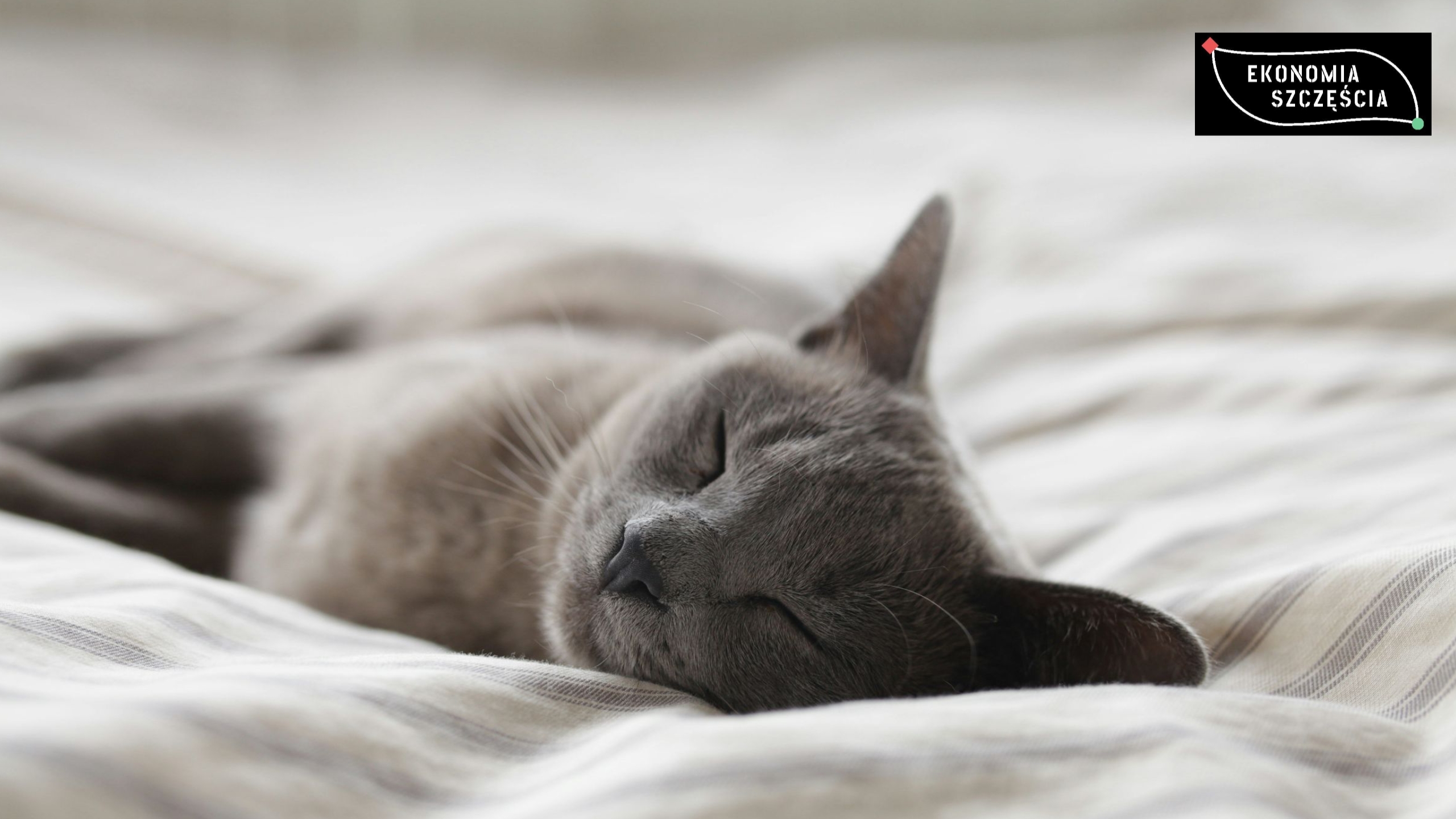 Co kot robi z Twoim mózgiem (i odwrotnie)?